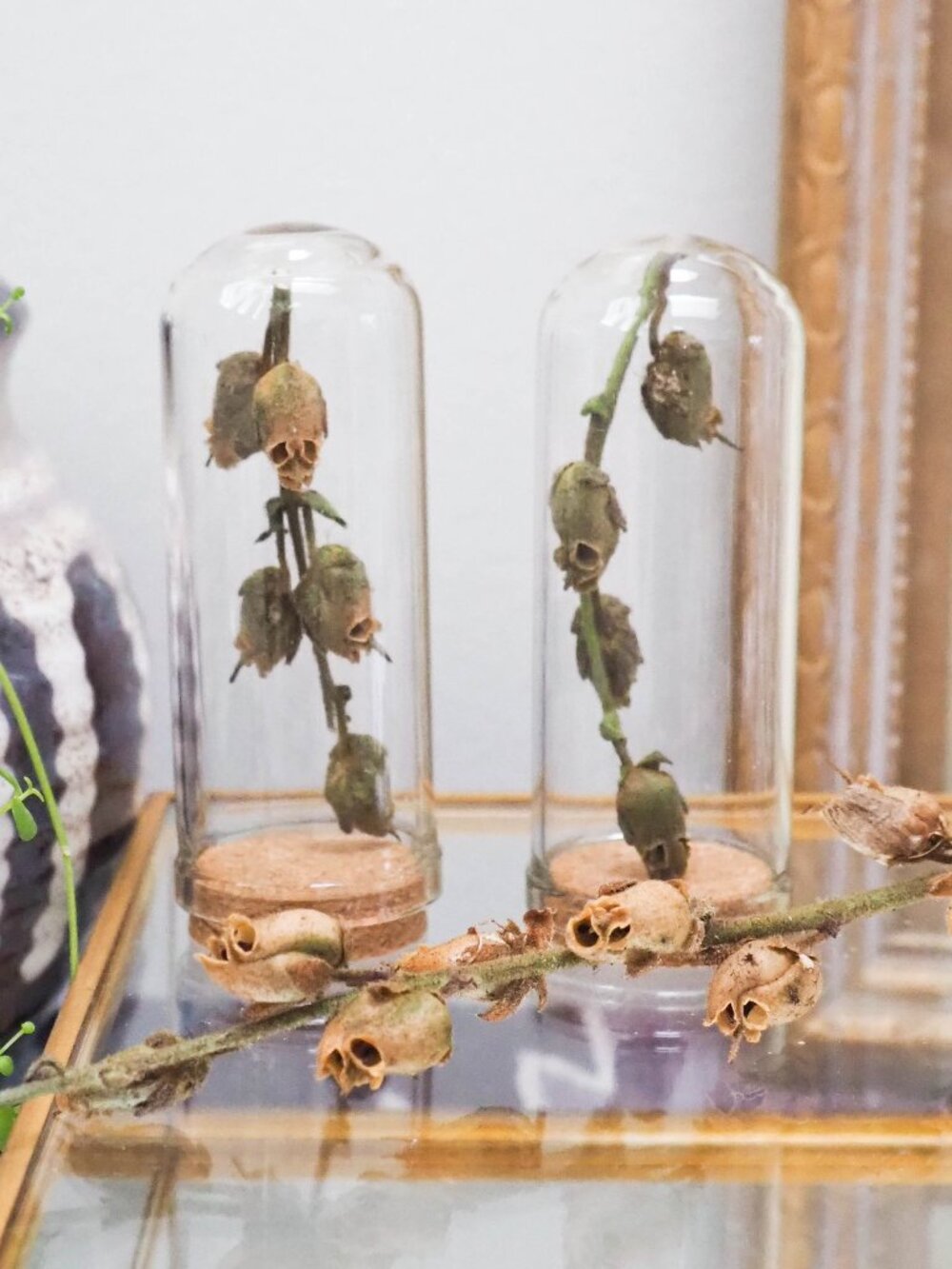Dried Snapdragon Skull Seed Pods in medium cloche Glass Vial